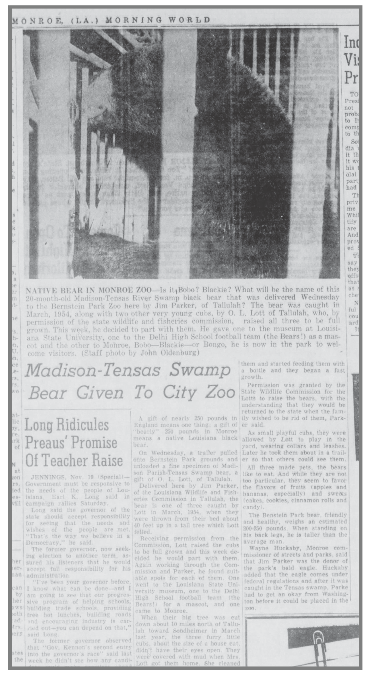 A scan from the Monroe Morning World Sun November 20, 1955 issue. In it is an image of a black bear with text underneath. The headline reads, "Madison-Tensas Swamp Bear Given To City Zoo."
