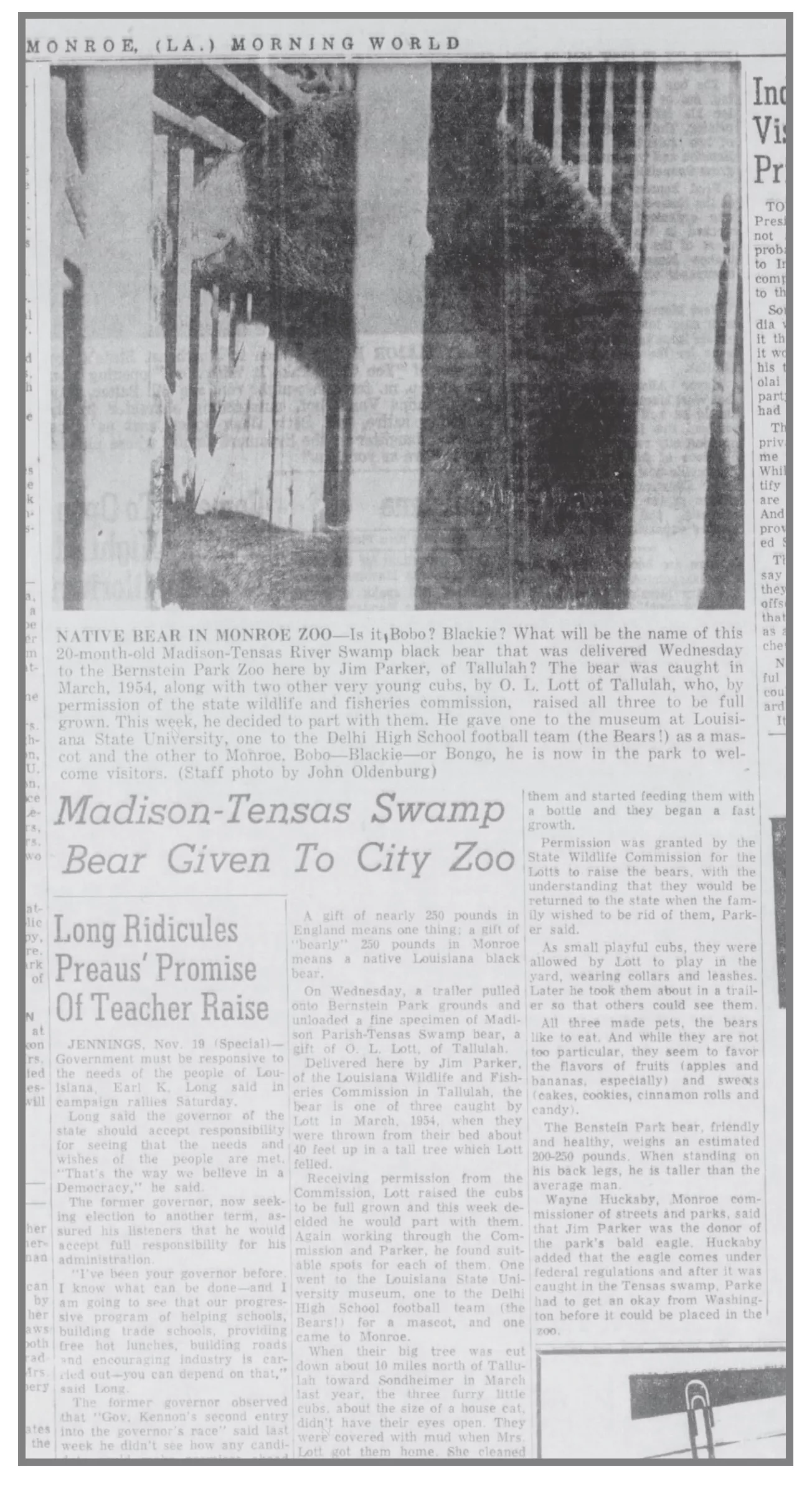A scan from the Monroe Morning World Sun November 20, 1955 issue. In it is an image of a black bear with text underneath. The headline reads, &quot;Madison-Tensas Swamp Bear Given To City Zoo.&quot;